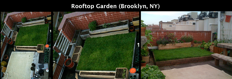 rooftop garden, Brooklyn, NY